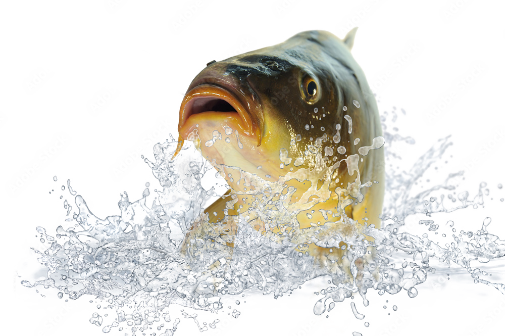Karpfen (c) Fische 99 von K.-U. Häßler - Adobe Stock