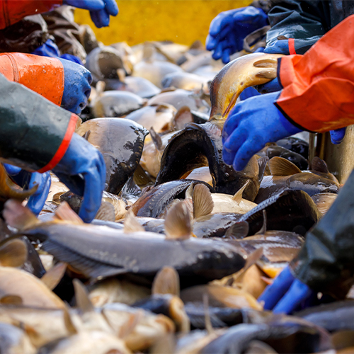 Peitzer Edelfisch Fischproduktion (c) Andreas Franke