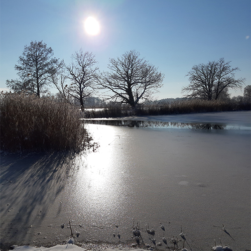 Peitzer Edelfisch Peitzer Teich im Winter